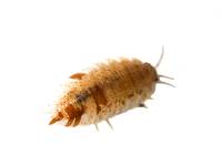 Porcellio scaber 'Orange Dalmatian' Isopods (10 count)